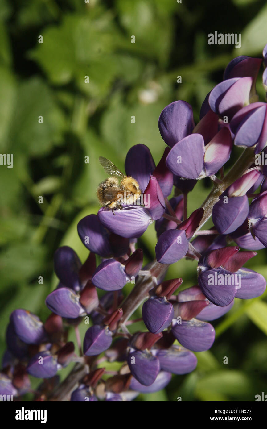 solitary bee drinking nectar from lupin flower Stock Photo Alamy