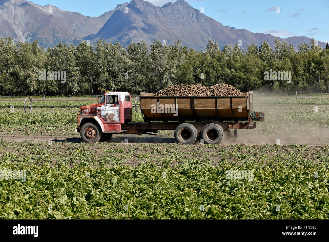 Dodge truck hauling  harvested 'Shepody' potatoes to processing plant. Stock Photo