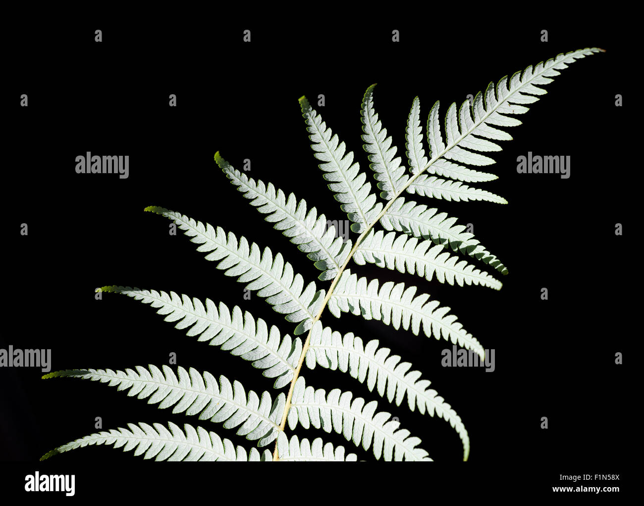 New Zealand silver fern (Cyathea dealbata) Stock Photo