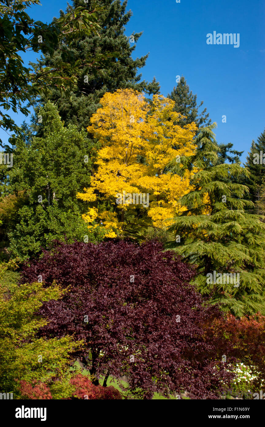 Colorful trees in Fall, Autumn Stock Photo - Alamy