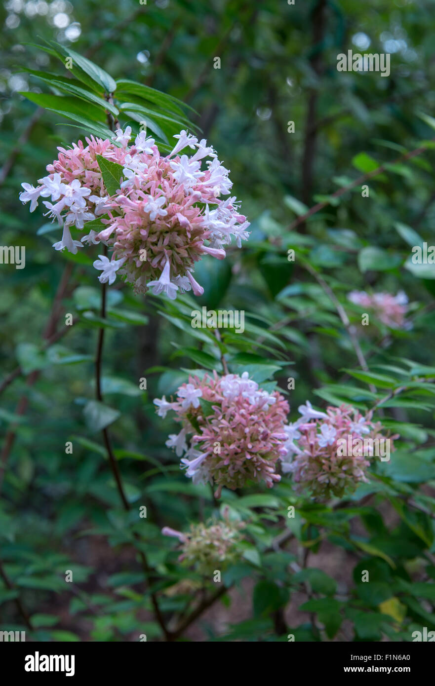 Abelia , Abelia ×grandiflora,  Canyon Creek, flower cluster, Stock Photo