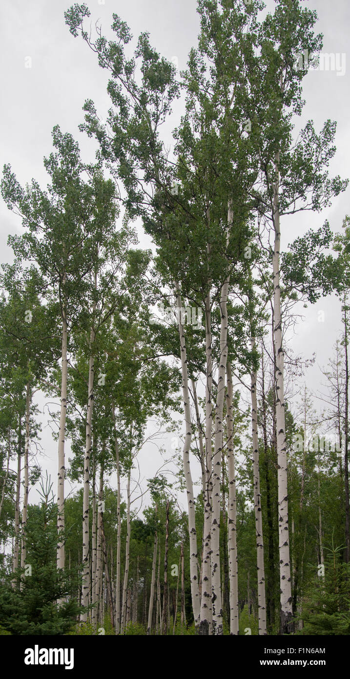 Aspen  ( Populus tremuloides ) Forest in British Columbia Stock Photo