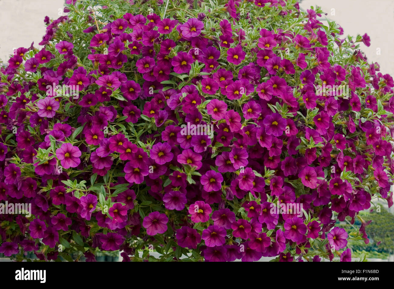 Calibrochoea , plum color, million bells, Stock Photo
