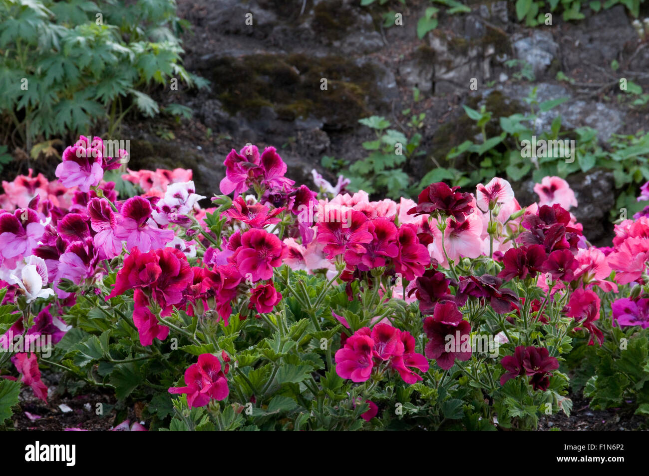 Martha washington geraniums stock photo alamy