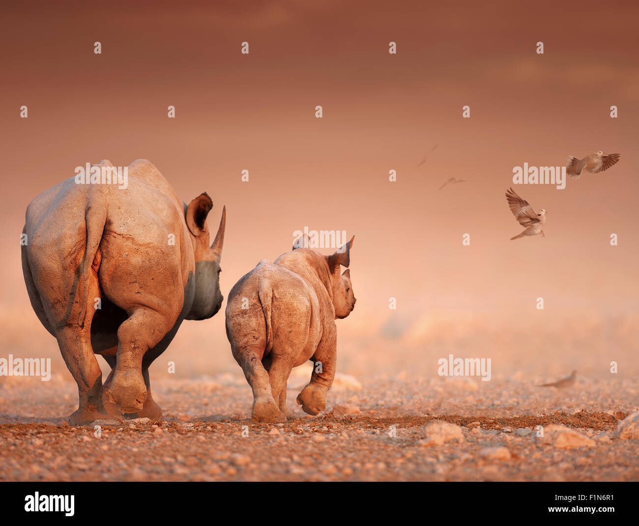 Black Rhinoceros cow and calf walking away on rocky desert plains (Digital Art) Stock Photo