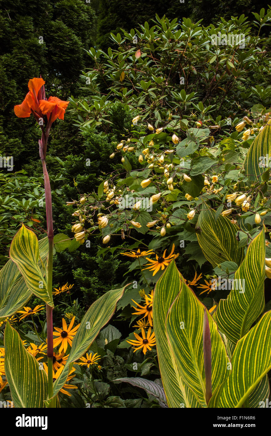 Kirengeshoma palmata ( yellow wax bells) , Canna' Bengal Tiger' ,  Rudbeckia in garden Stock Photo