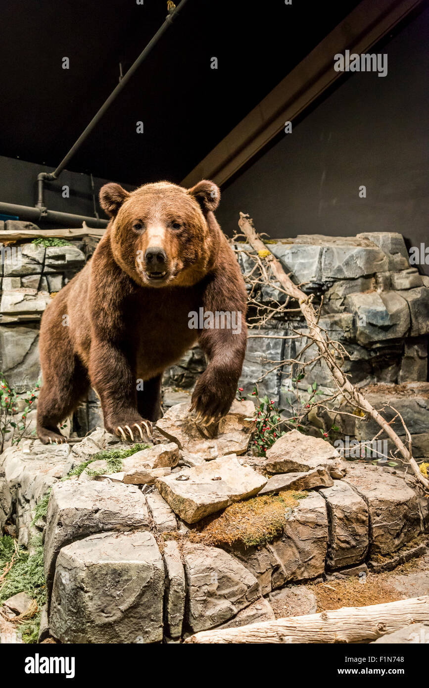 Stuffed Grizzly bear n Visitor's Centre, Kananaskis, Alberta, Canada Stock Photo