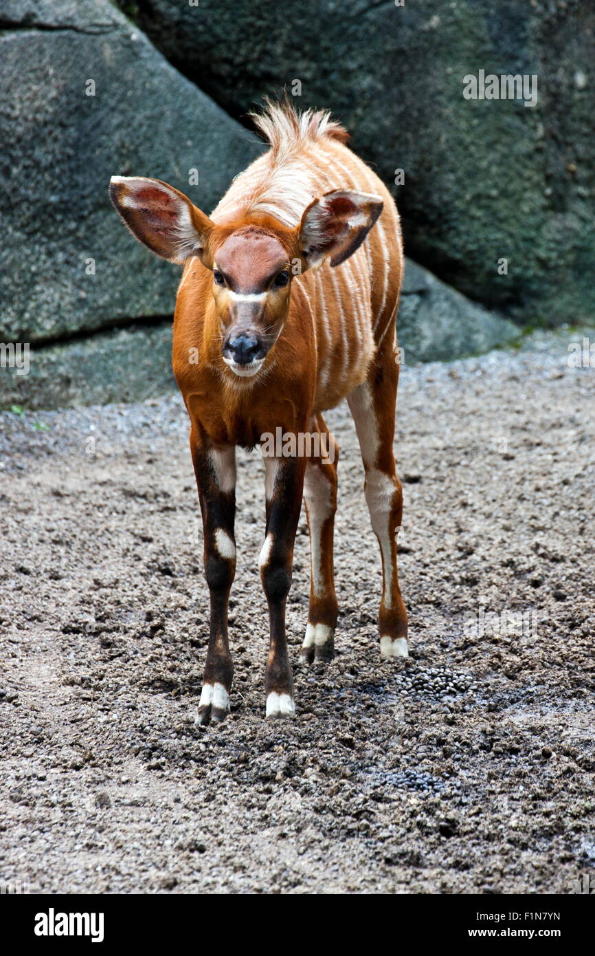 bongo antelope in natural habitat,Tragelaphus eurycerus Stock Photo