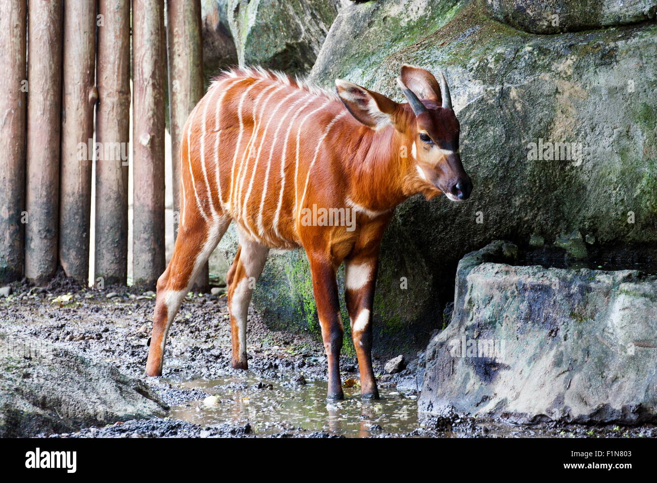 bongo antelope in natural habitat,Tragelaphus eurycerus Stock Photo