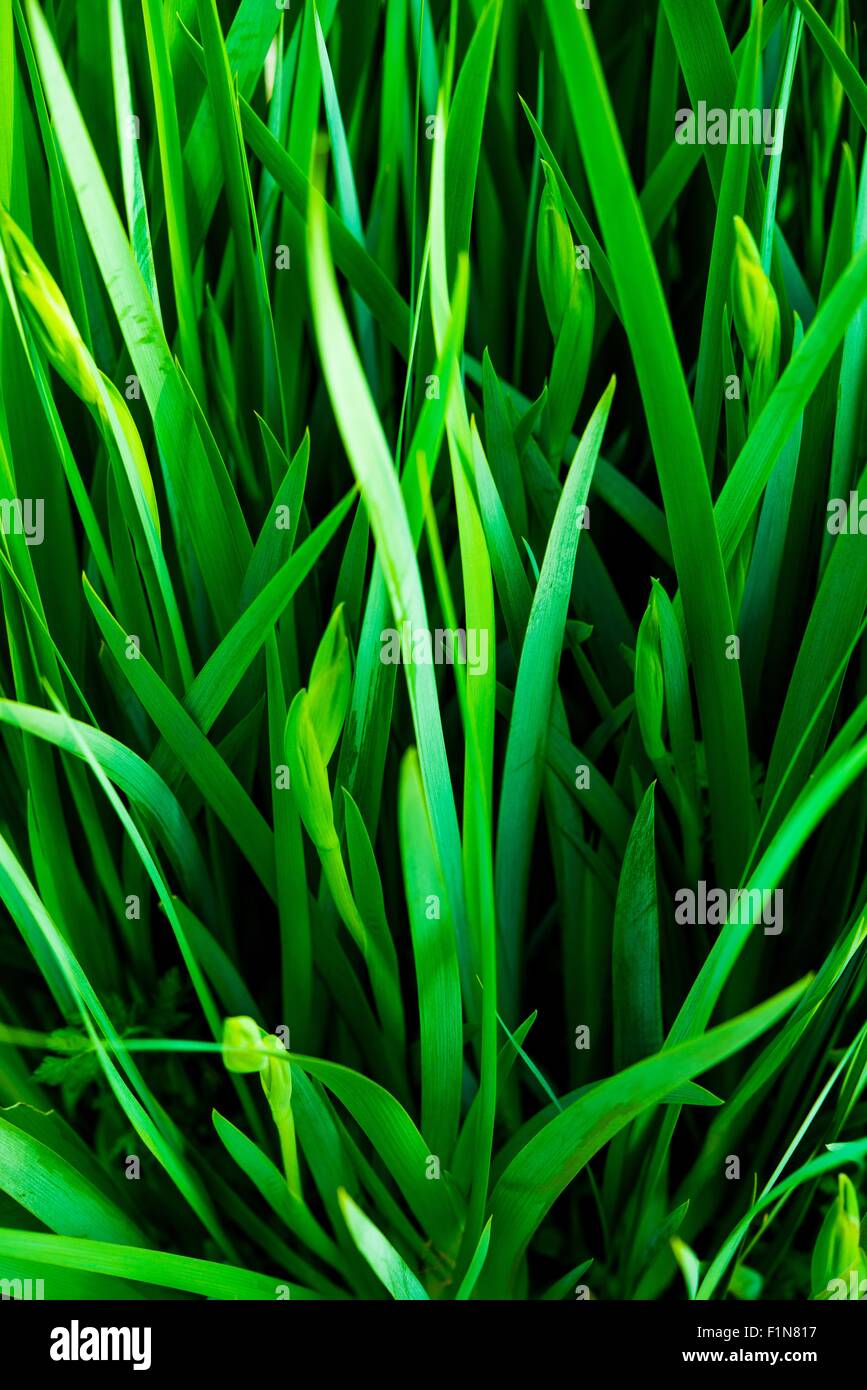 Dark Green Grassy Leaves Plant Closeup. Stock Photo