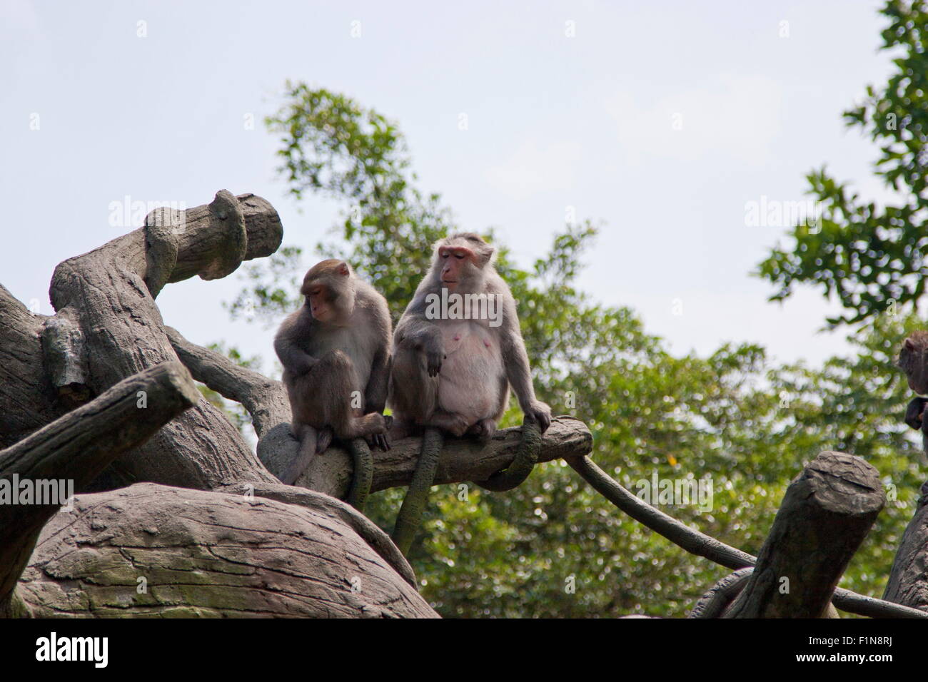 Crab-eating Macaque in natural habitat,Macaca fascicularis Stock Photo