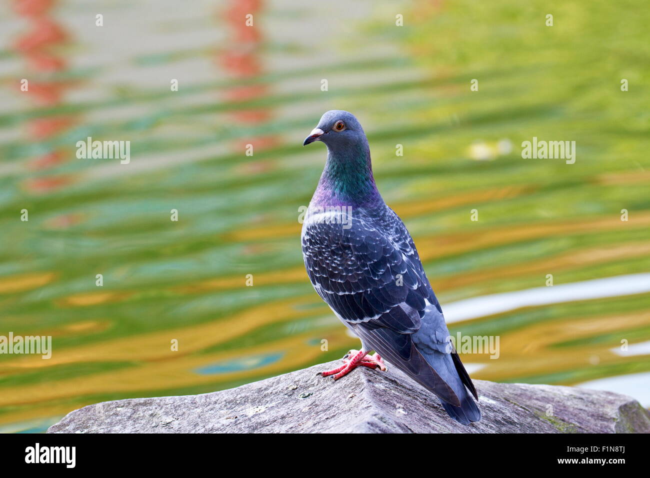 pigeon stand on rock near lake Stock Photo Alamy