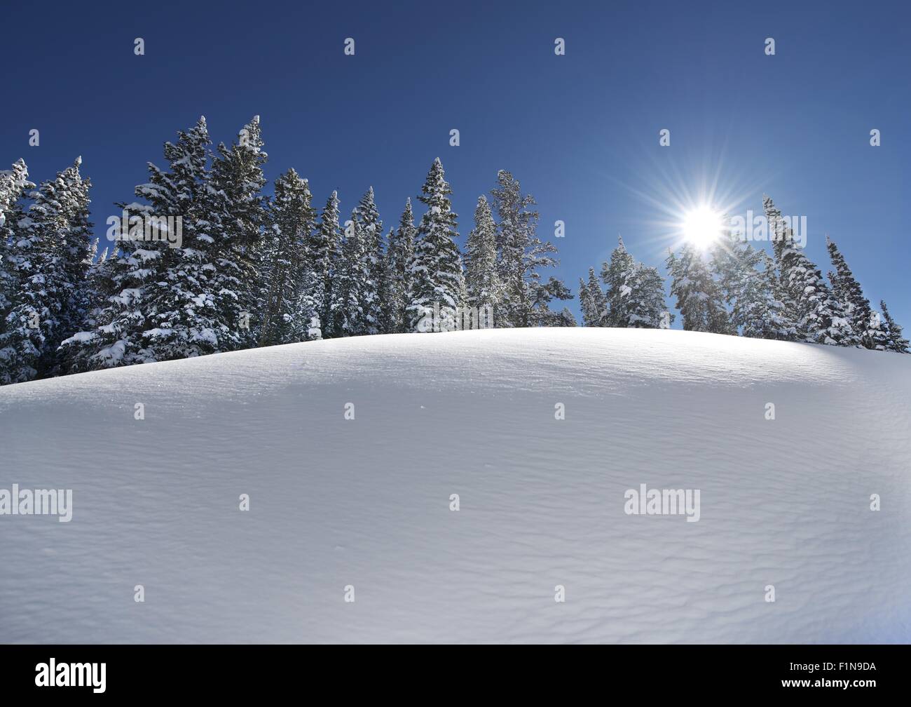 Snow Slope with Trees Line on Top. Scenic Winter Landscape. Sunny Clear Day. Stock Photo