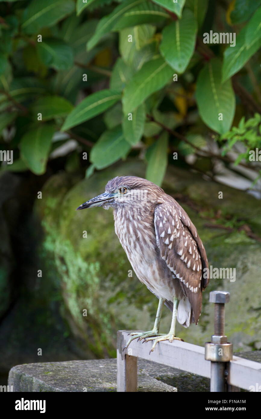 Black-crowned Night Heron Immatures rest near lake,Nycticorax nycticorax Stock Photo