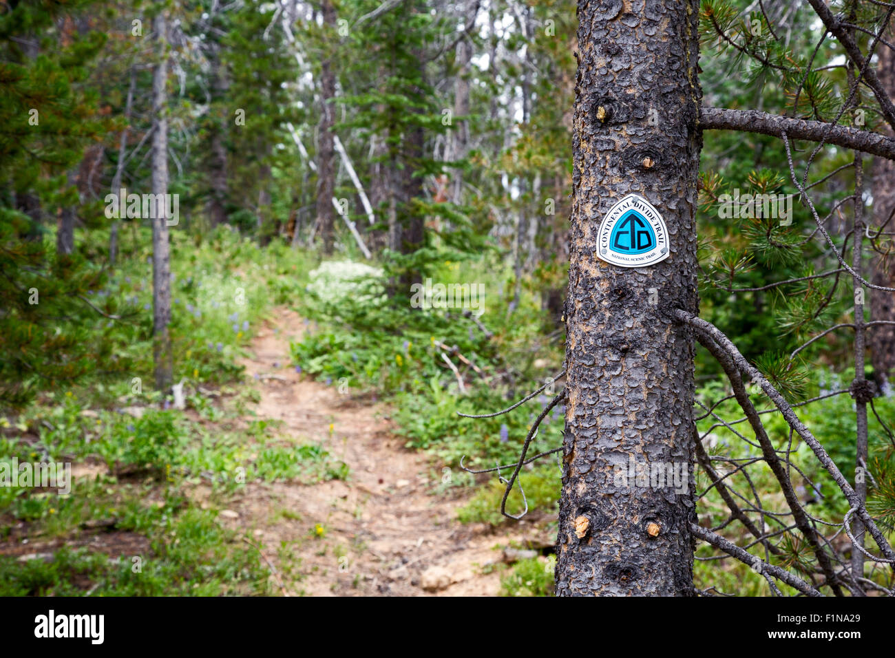 Rand, Colorado - The Continental Divide Trail at Willow Creek Pass in the Rabbit Ears mountain range. Stock Photo