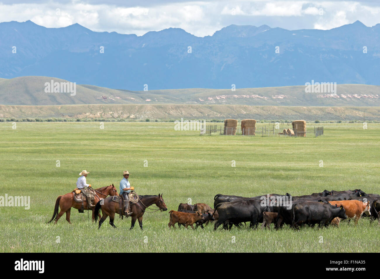 Walden, Colorado - Cowboys move cattle through a pasture on a ranch below the Medicine Bow Mountains. Stock Photo