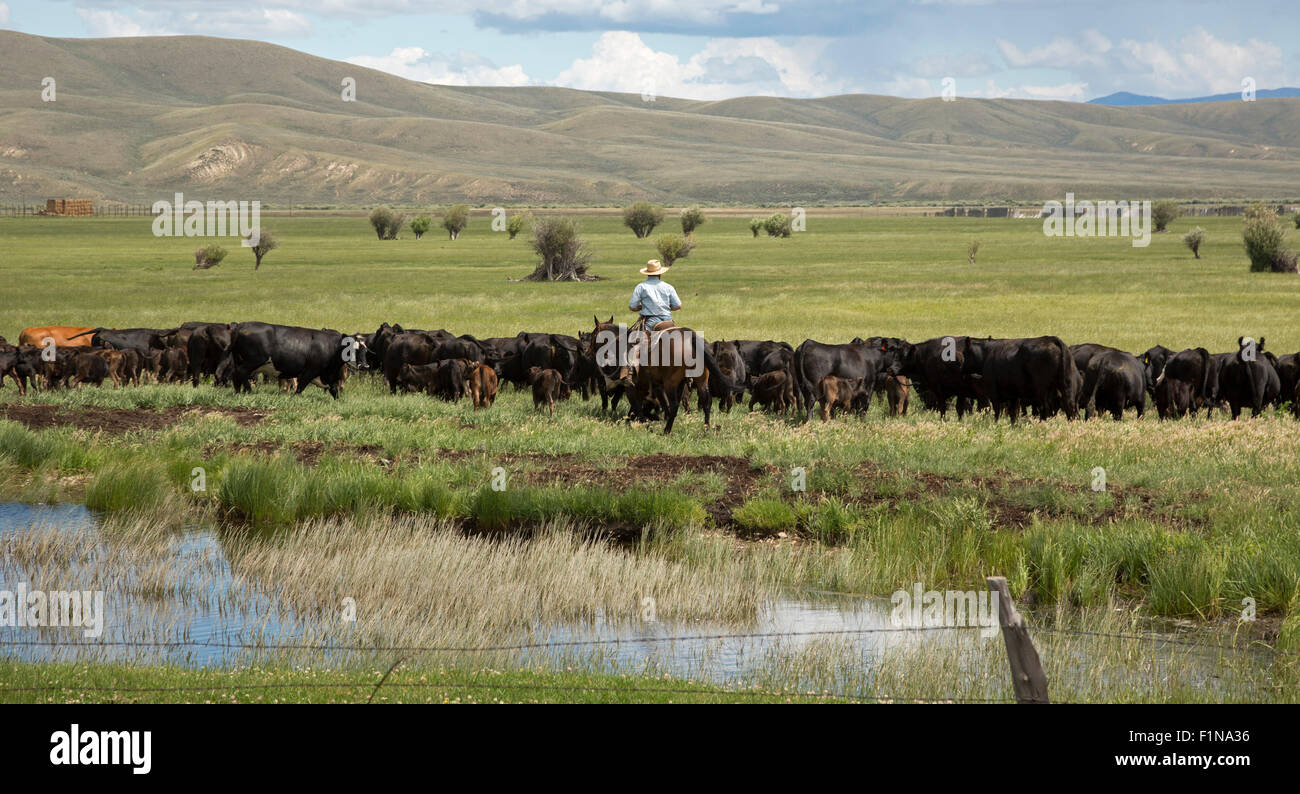 Walden, Colorado - A cowboys moves cattle through a pasture on a ranch. Stock Photo