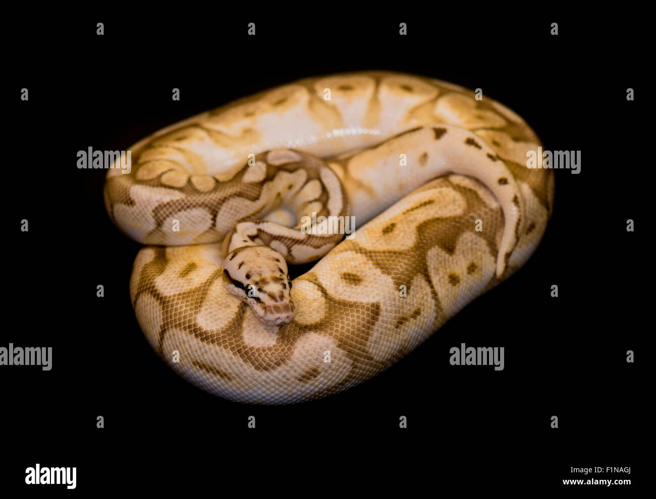 Ball Python - Python regius, isolated on a black background Stock Photo ...