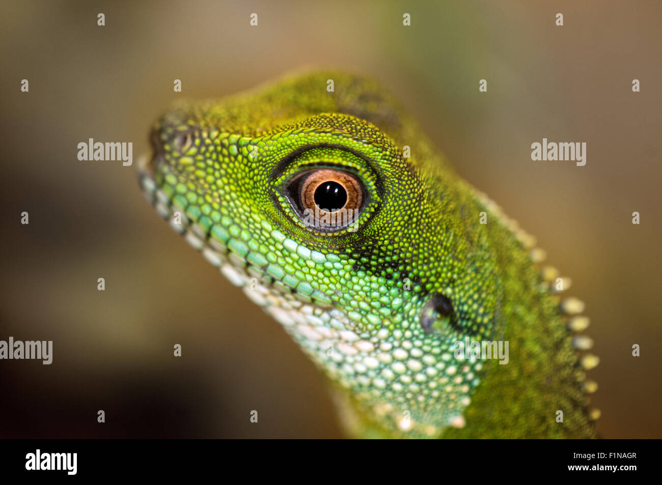 Close up detail of a green water dragon eye Stock Photo Alamy