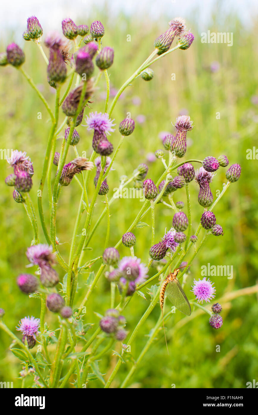 Fishfly or mayfly on a bush, taken on Windsor, Ontario. Stock Photo