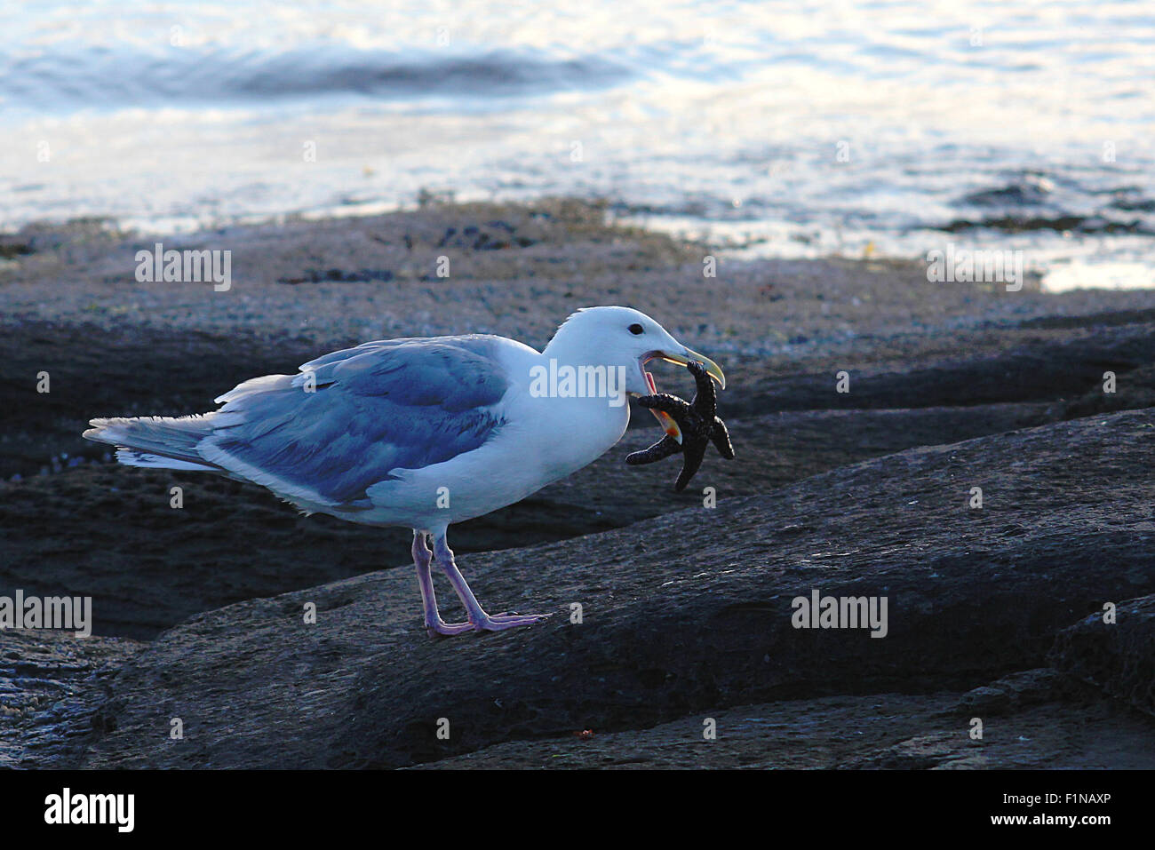 Seagull trying to eat a starfish Stock Photo