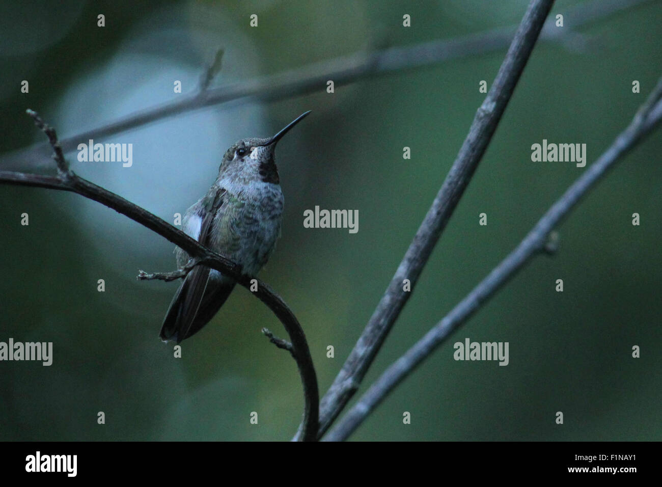 Anna's Hummingbird on a branch in Canada Stock Photo