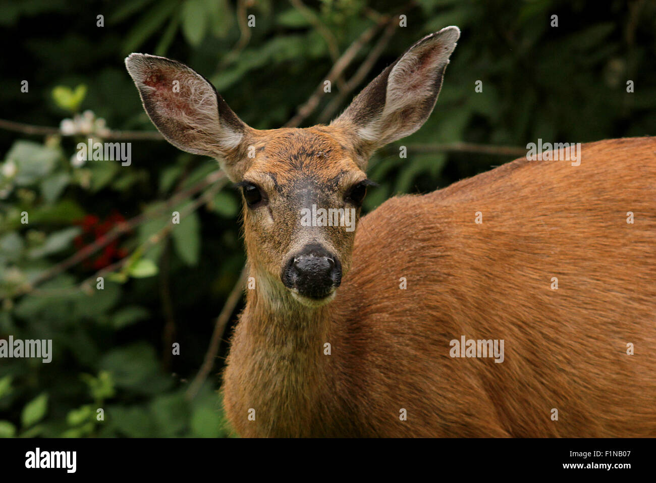 Blacktailed Deer standing still for the camera in a neighbourhood garden in Nanaimo, British Columbia, Canada Stock Photo