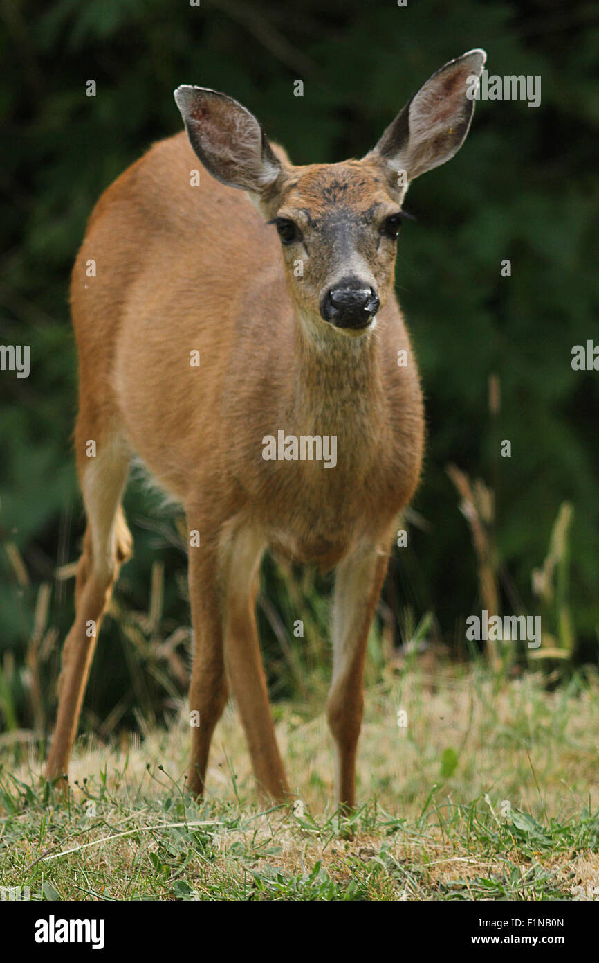 Blacktailed Deer standing still for the camera in a neighbourhood garden in Nanaimo, British Columbia, Canada Stock Photo