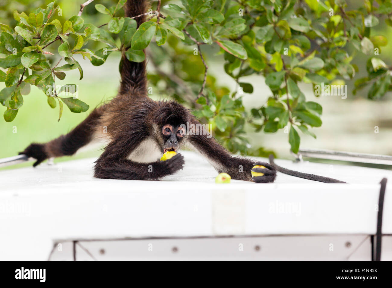 Spider Monkey Eating