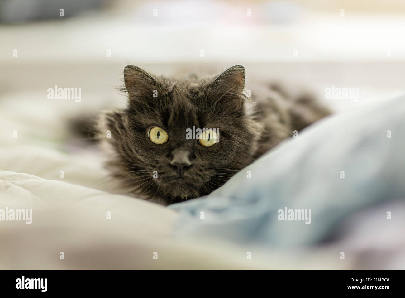 Persian Grey Cat Portrait Staring Straight Ahead With Bright Eyes