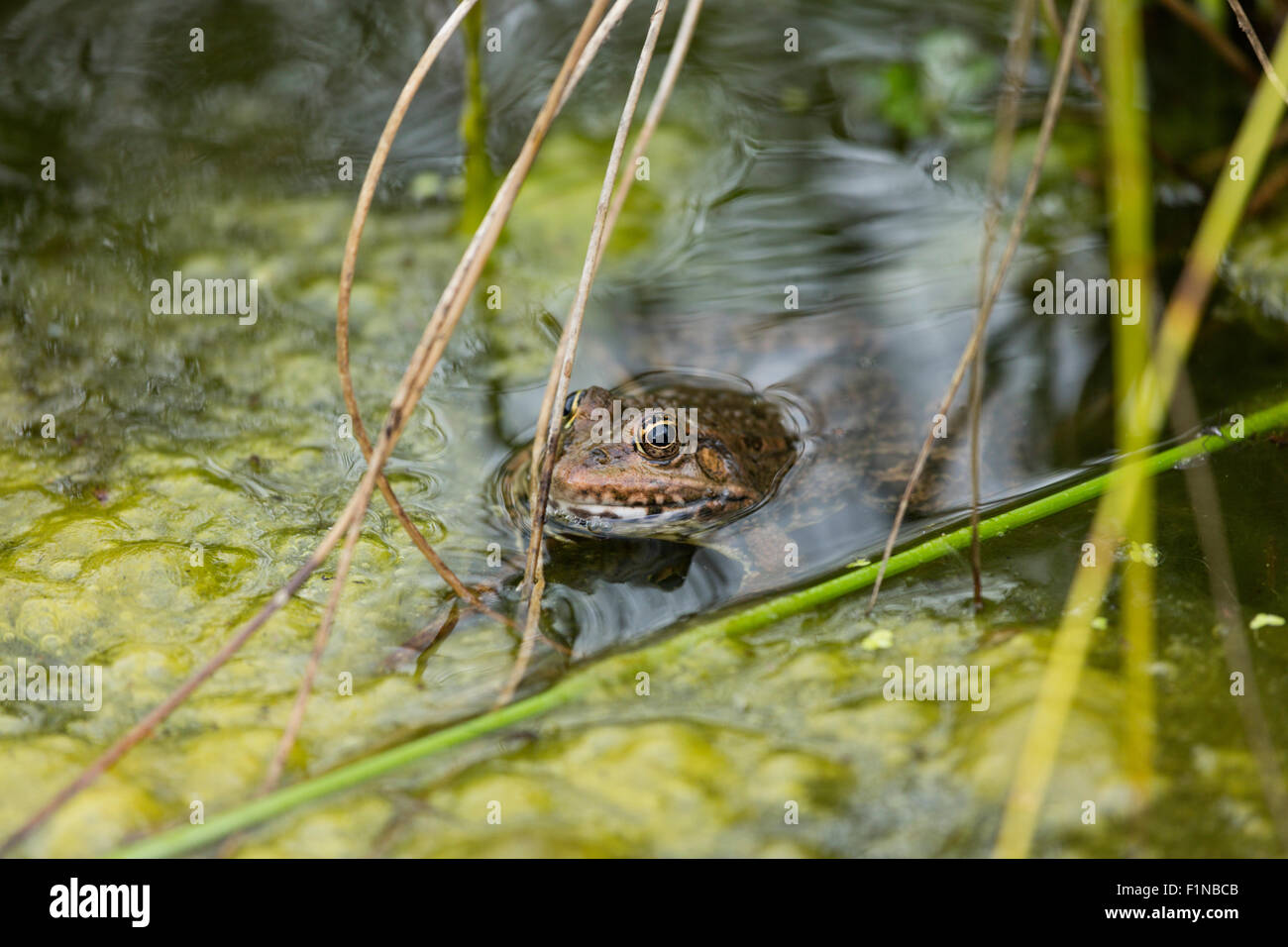 Marsh frog with its head popping out of the water amid weed and reeds Stock Photo