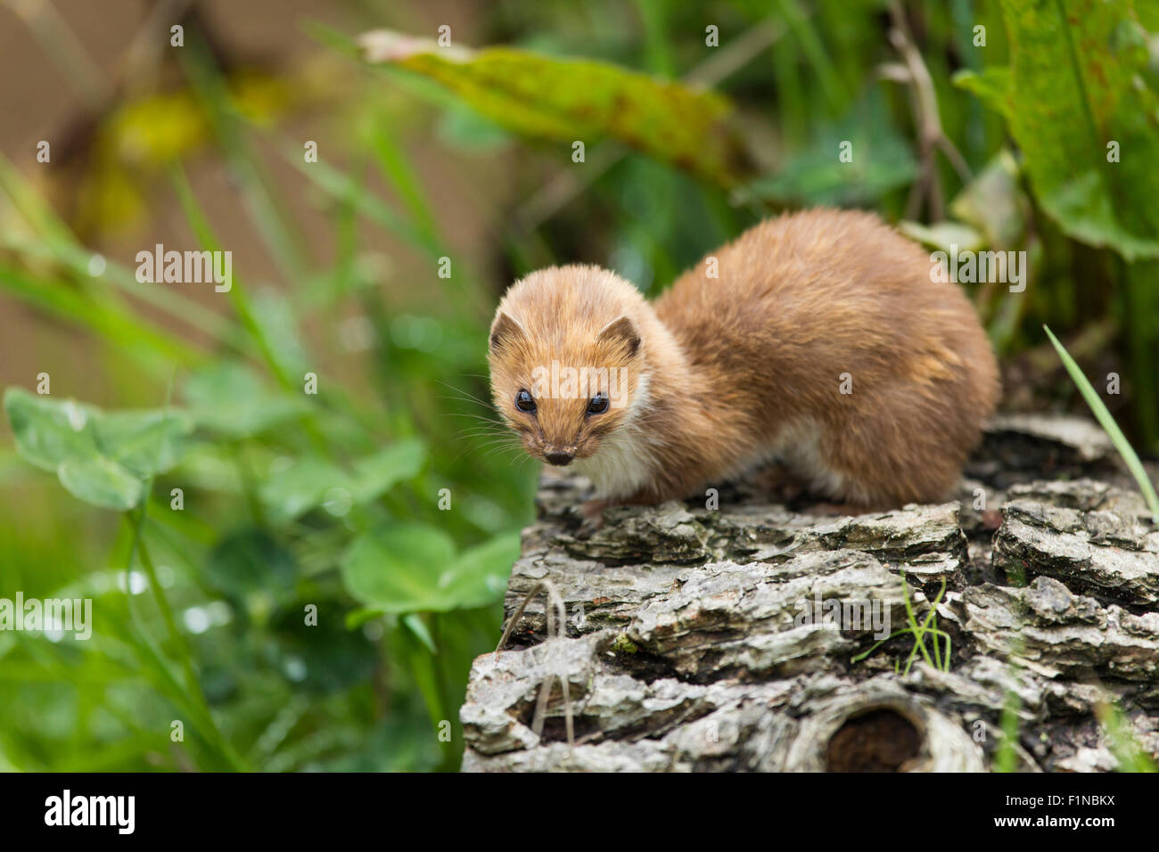 Weasel on a log with out of focus green plants in the distance. Stock Photo