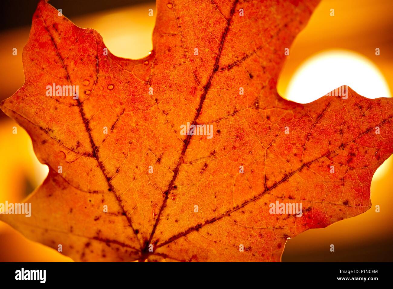Red Maple Leaf Background. Autumn Theme with Red Maple Leaf. Nature Collection. Stock Photo
