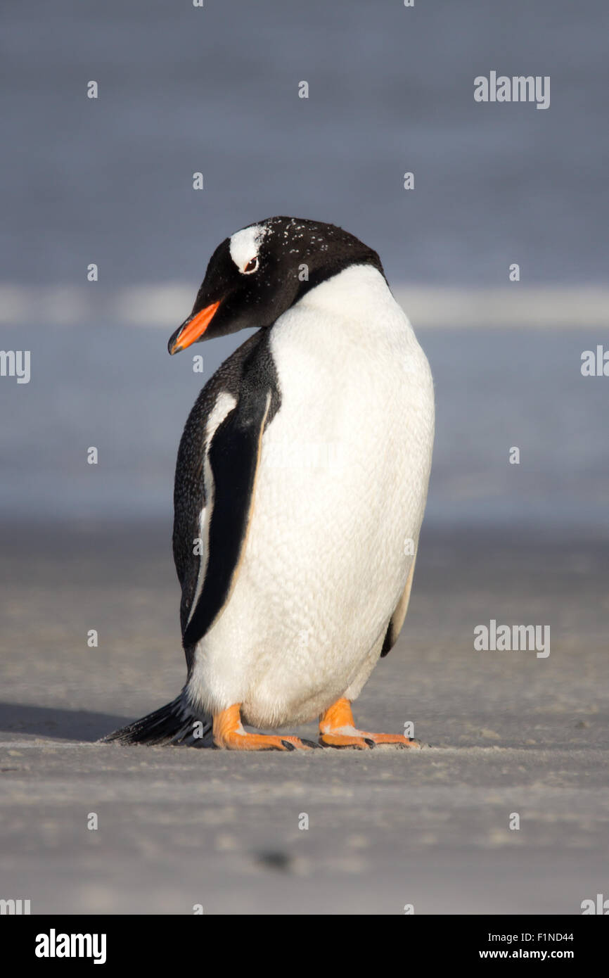 Little Gentoo penguin on the shore. Falkland Islands. Vertical Portrait ...