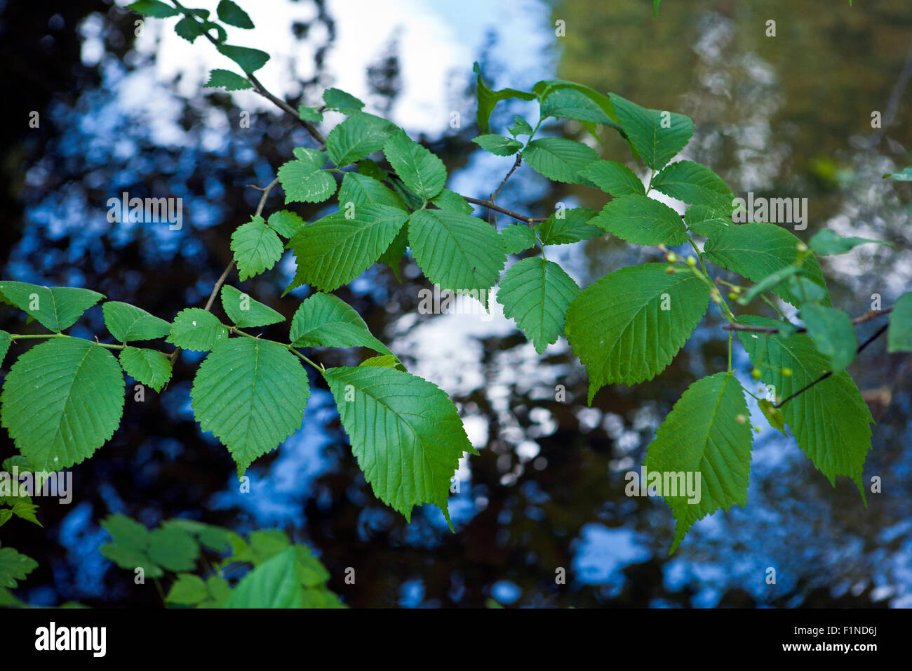 Prunus padus, known as Bird Cherry or Hackberry leaves in closeup Stock Photo