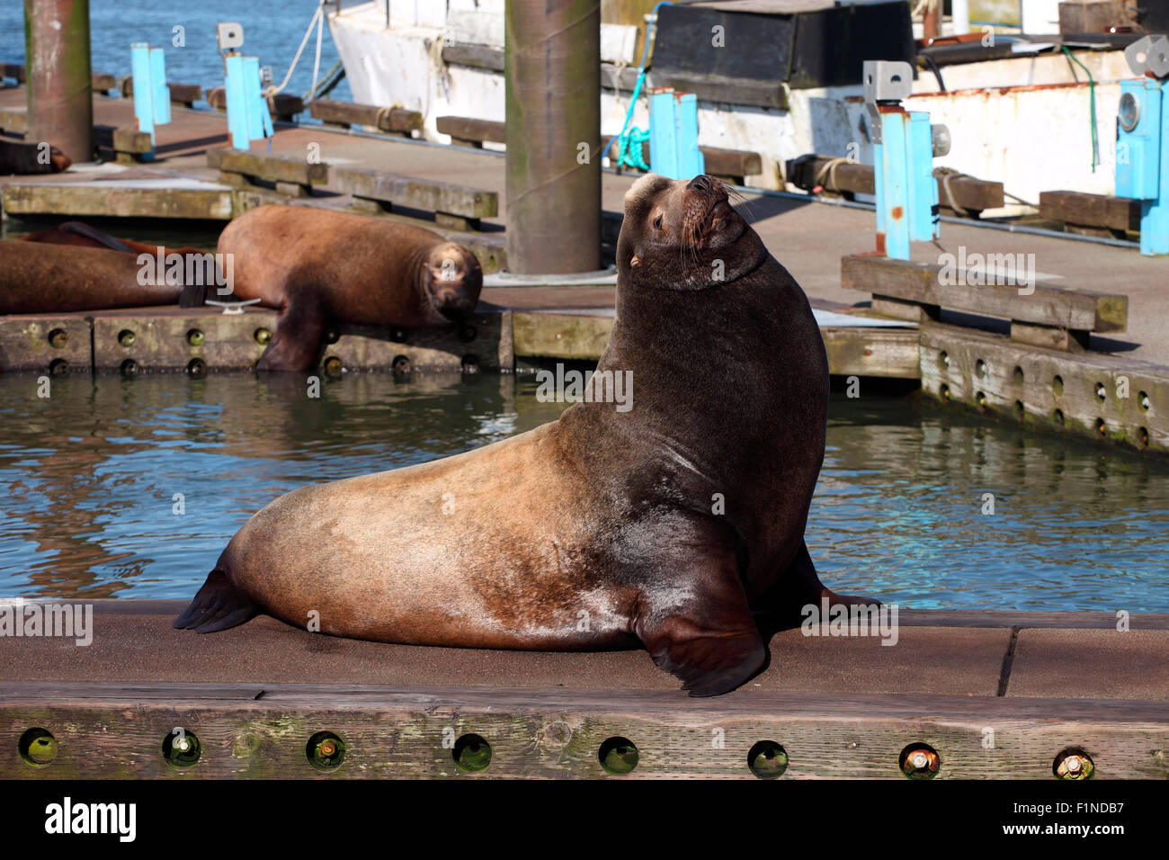 A male sea-lion basking in the sun on a pier in a marina in Astoria Oregon. Stock Photo