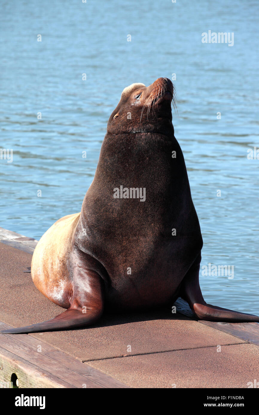Sea lion basking in the warm sun. Stock Photo