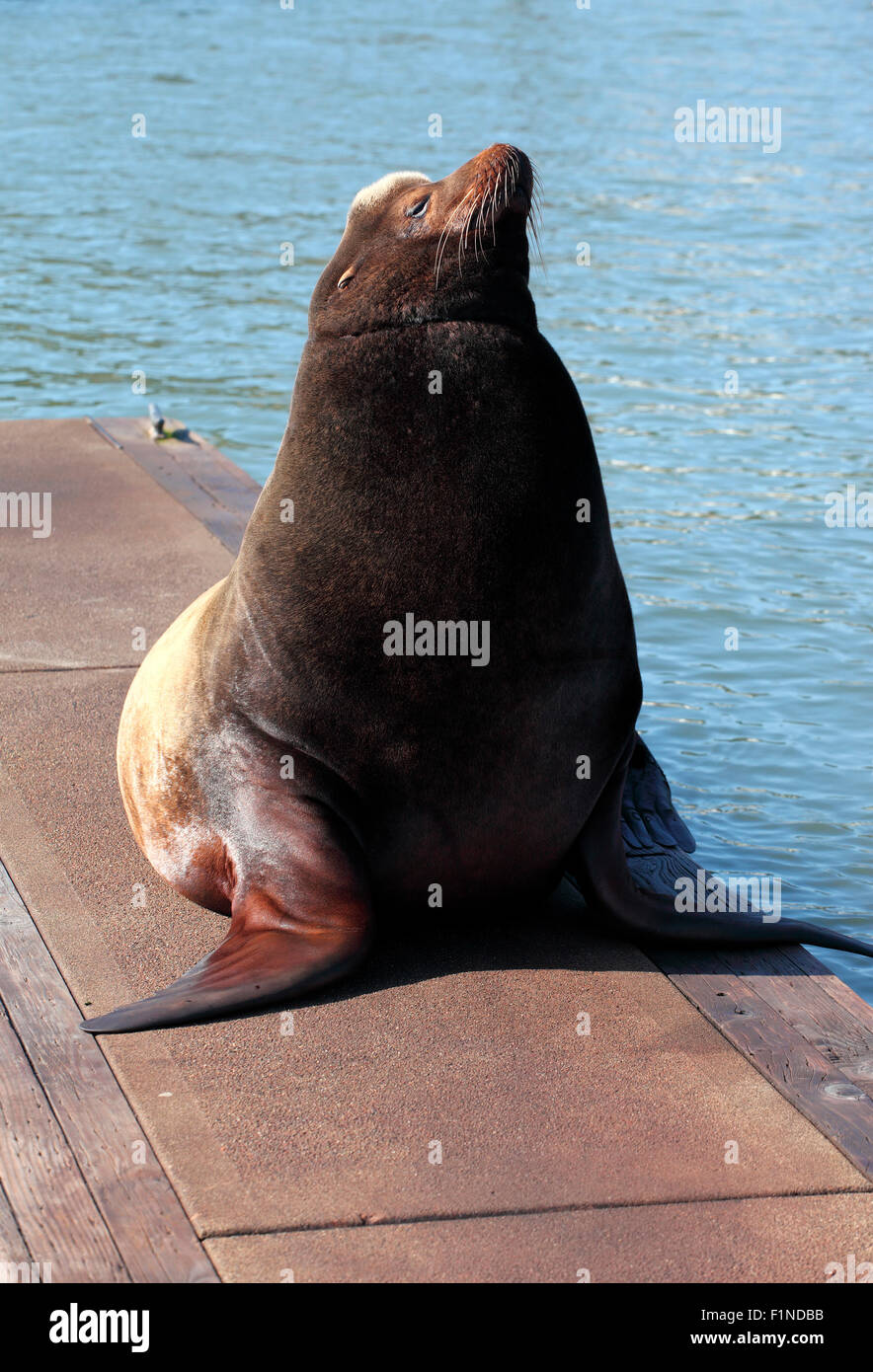 A large male sealion basking sunshine on a platform, Astoria OR. Stock Photo