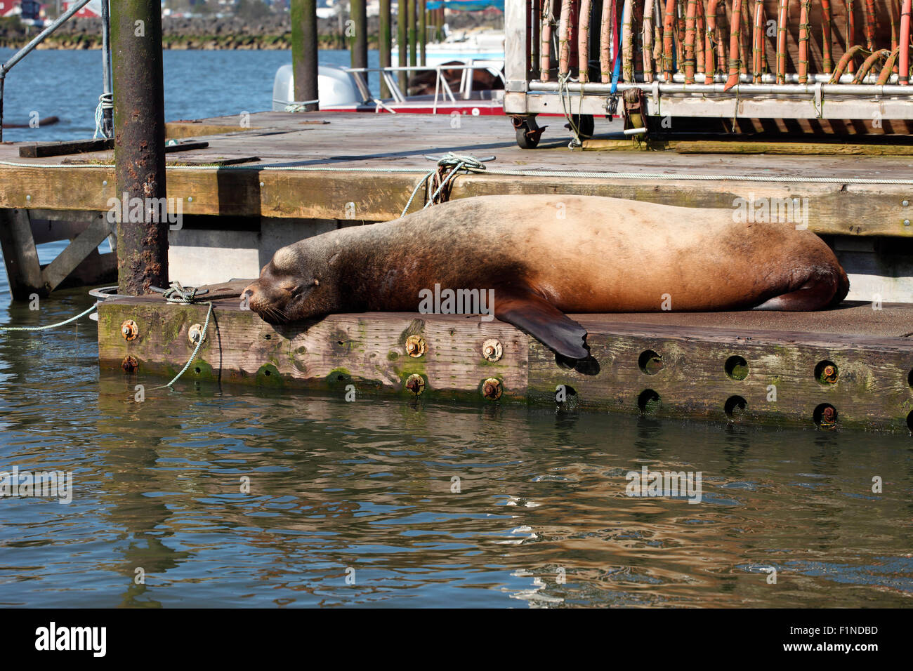 Sea lion basking on a pier in Astoria Oregon. Stock Photo