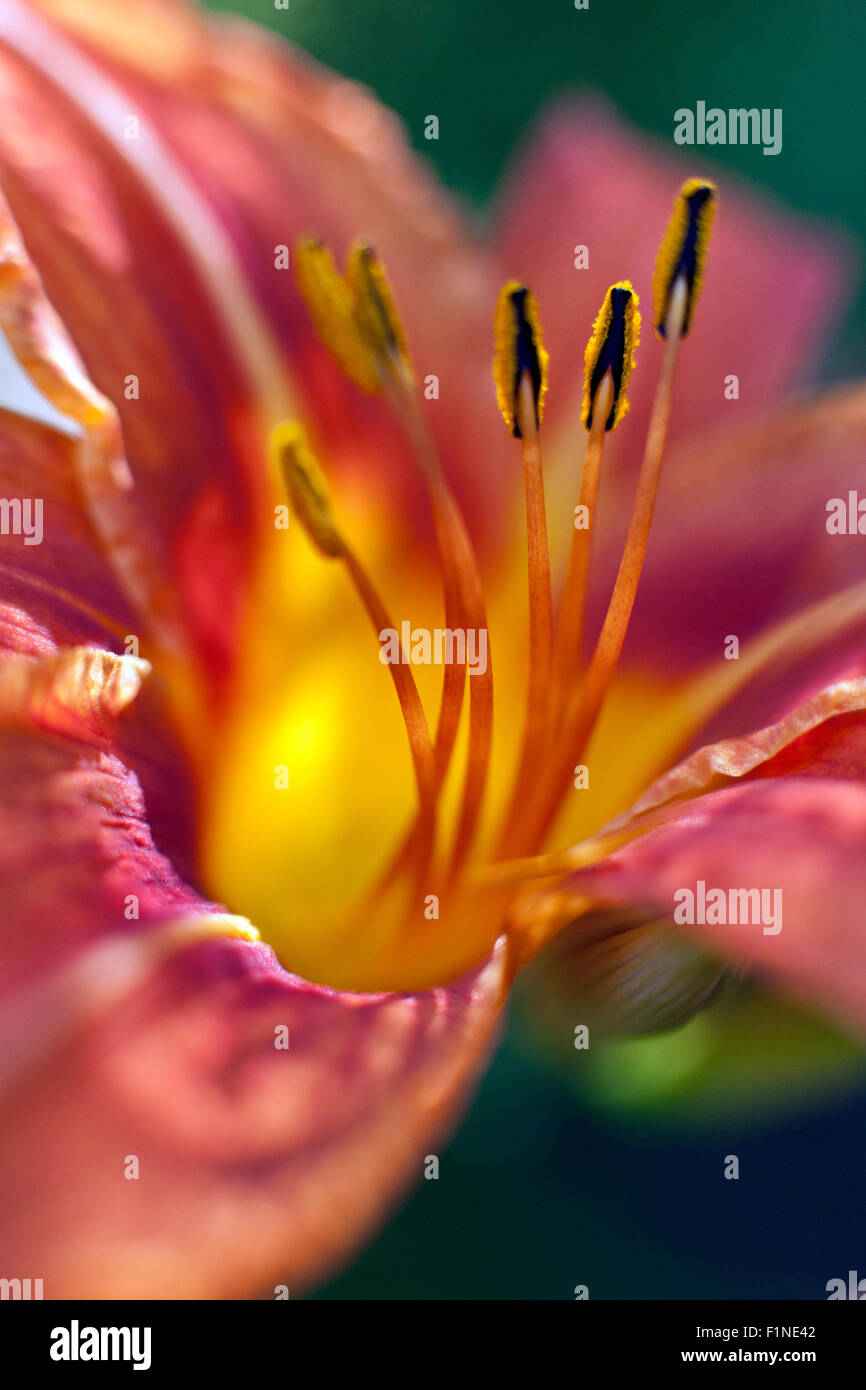 Extreme closeup of red Lily Lilium flower Stock Photo Alamy