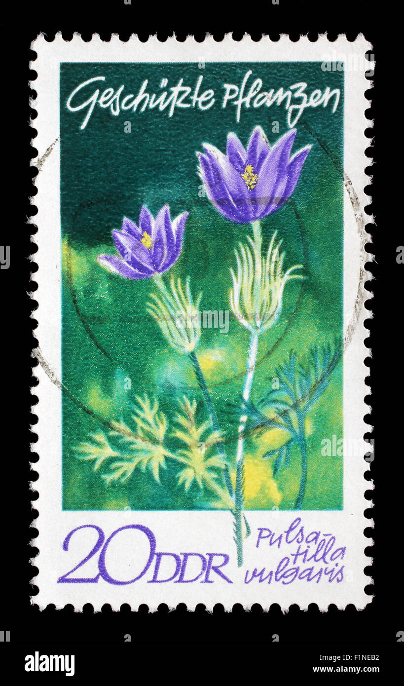 Stamp printed in GDR shows Pulsatilla vulgaris, series Protected Plants, circa 1970. Stock Photo