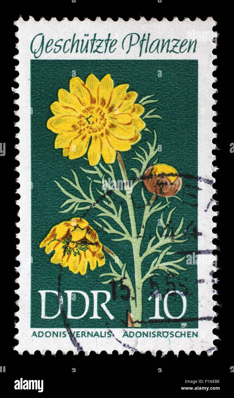 Stamp printed in the DDR (East Germany) shows Protected Plants Spring Pheasants Eye, Adonis vernalis, circa 1969 Stock Photo