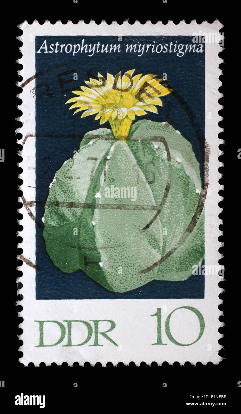 Stamp printed in GDR shows Hamatocactus setispinus, Flowering Cactus Plant, circa 1970 Stock Photo