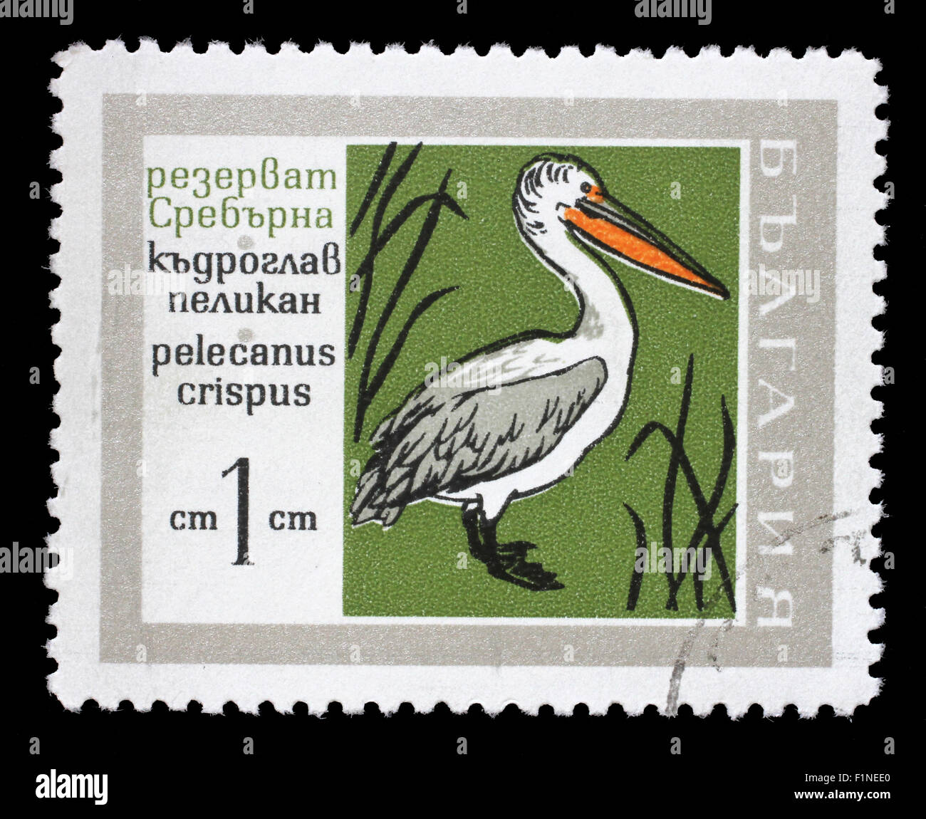 Stamp printed in Bulgaria showing Pelican, circa 1960 Stock Photo