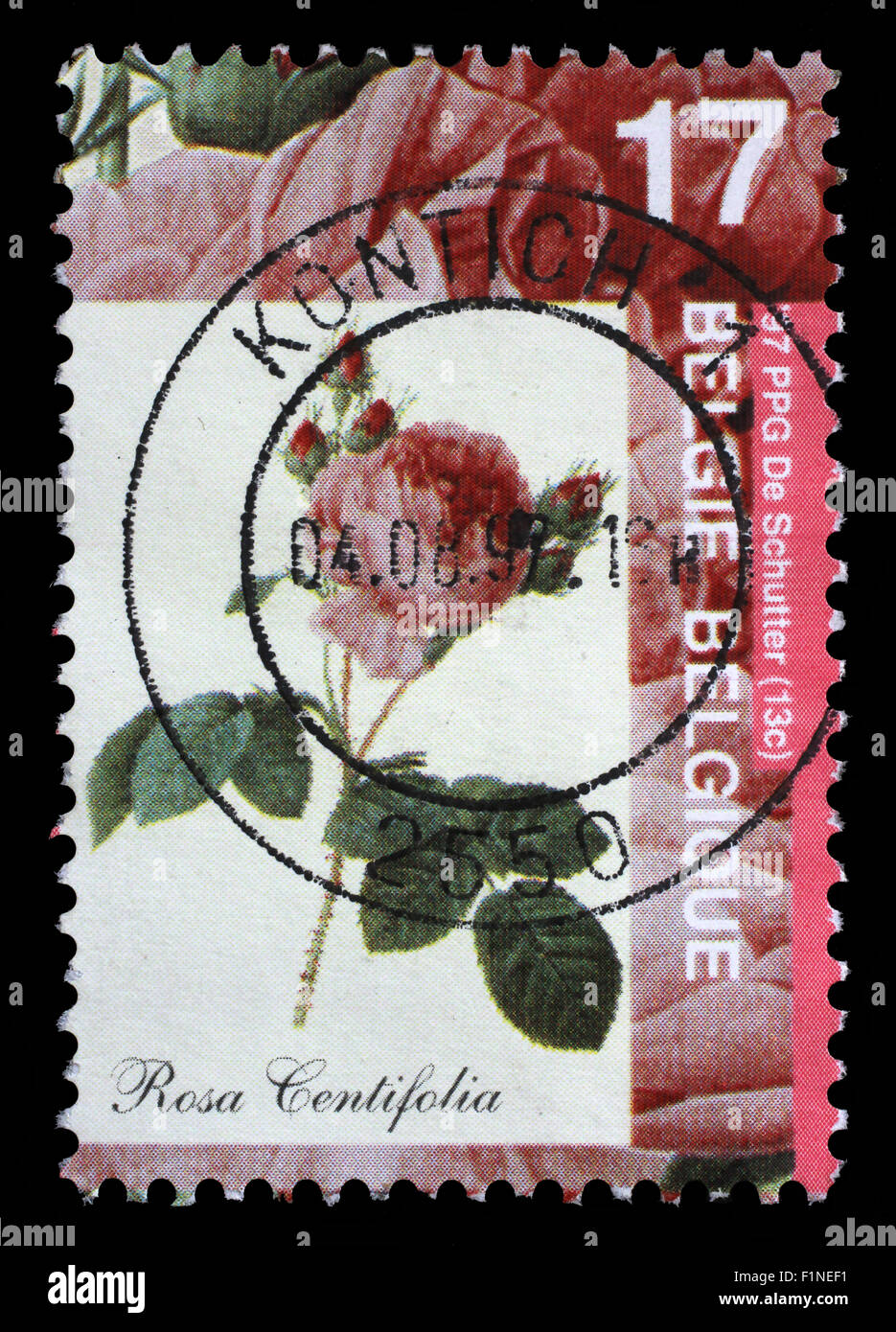 Stamp printed by Belgium shows Rose, Rosa centifolia, circa 1997. Stock Photo