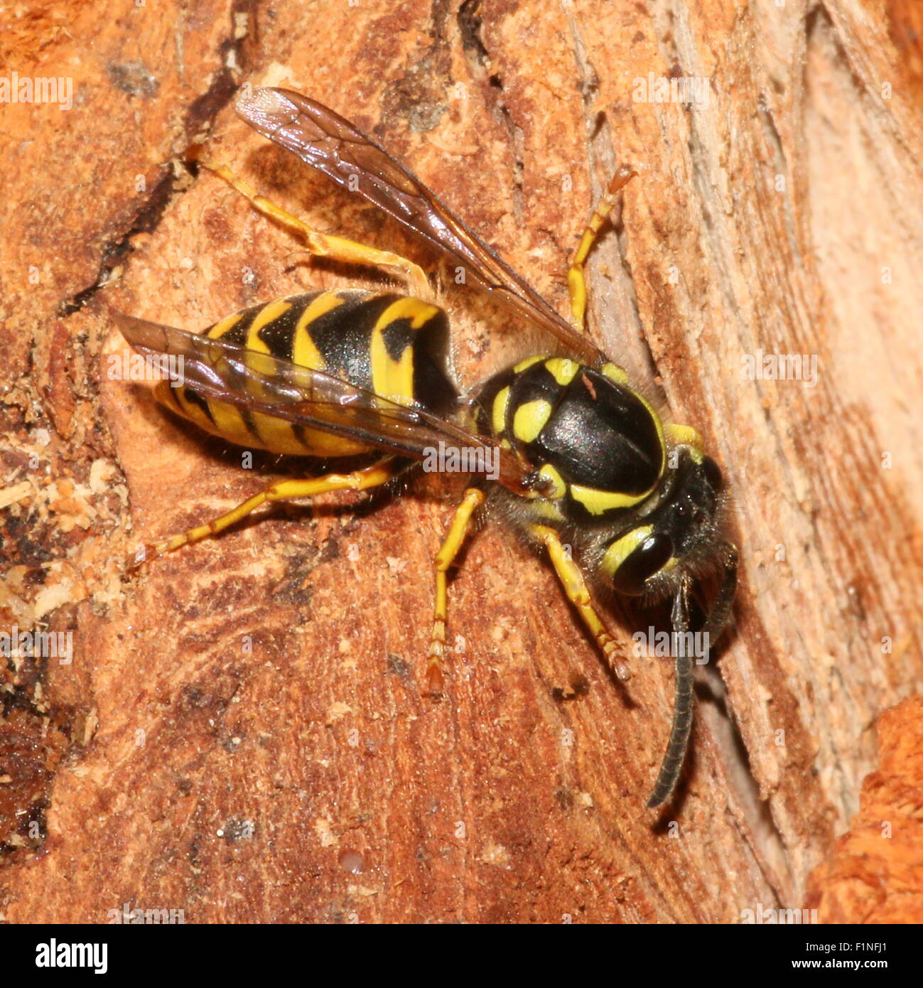 Common European wasp (Vespula vulgaris) feeding on on pine tree resin