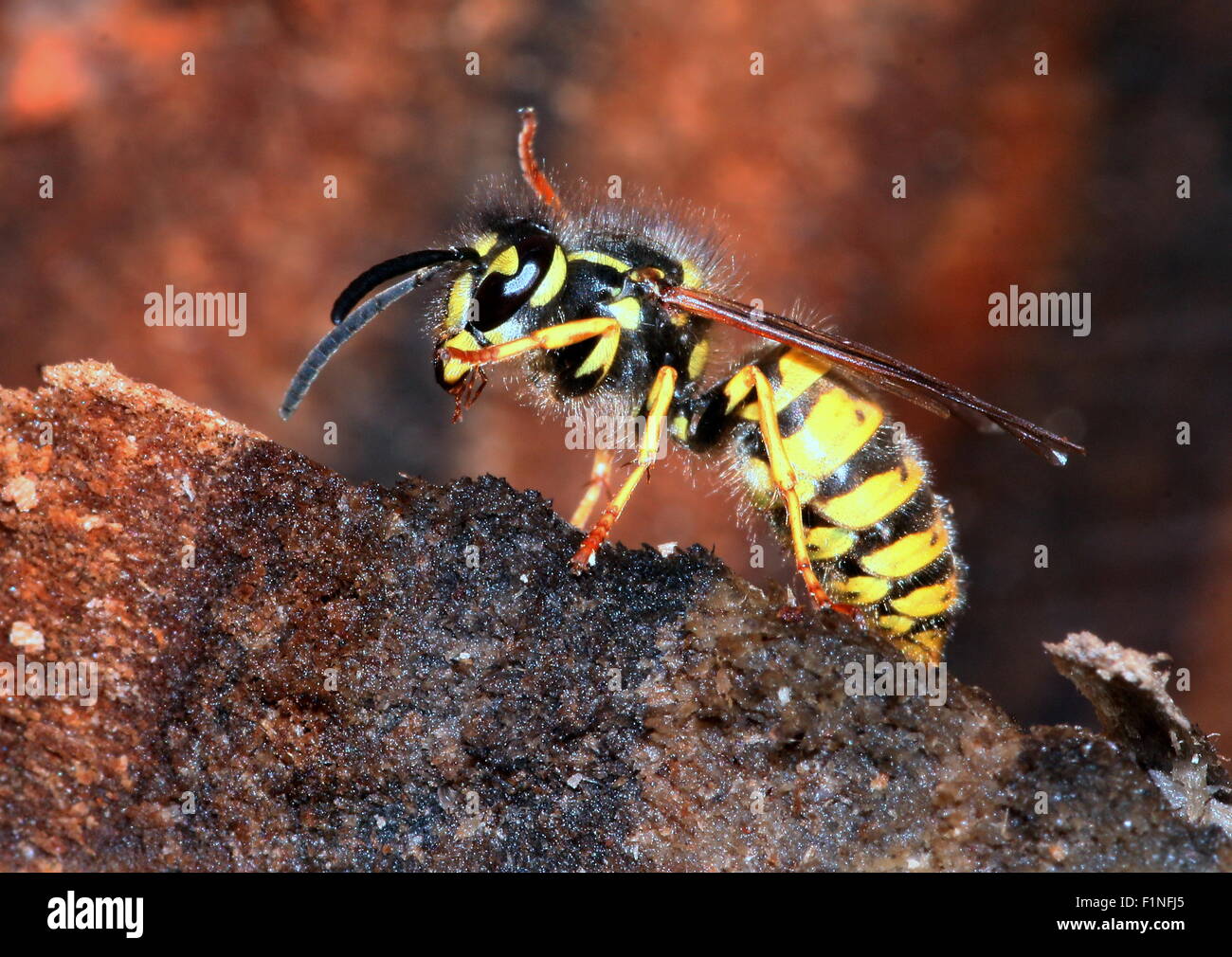 Common European wasp (Vespula vulgaris) feeding on on pine tree resin