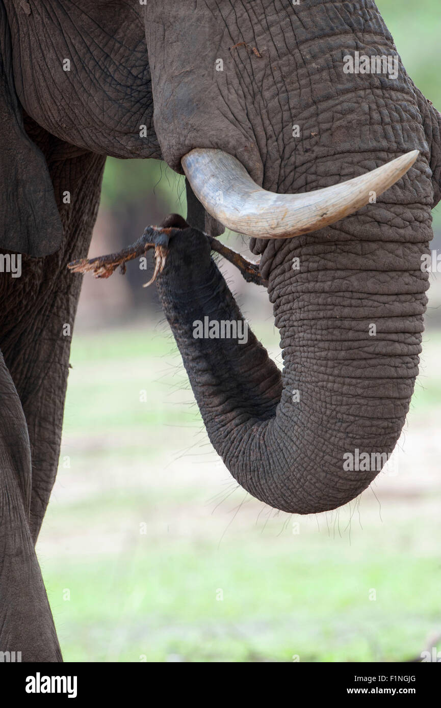 Asian Elephant Trunks Have Multiple Functions Stock Photo 476104288