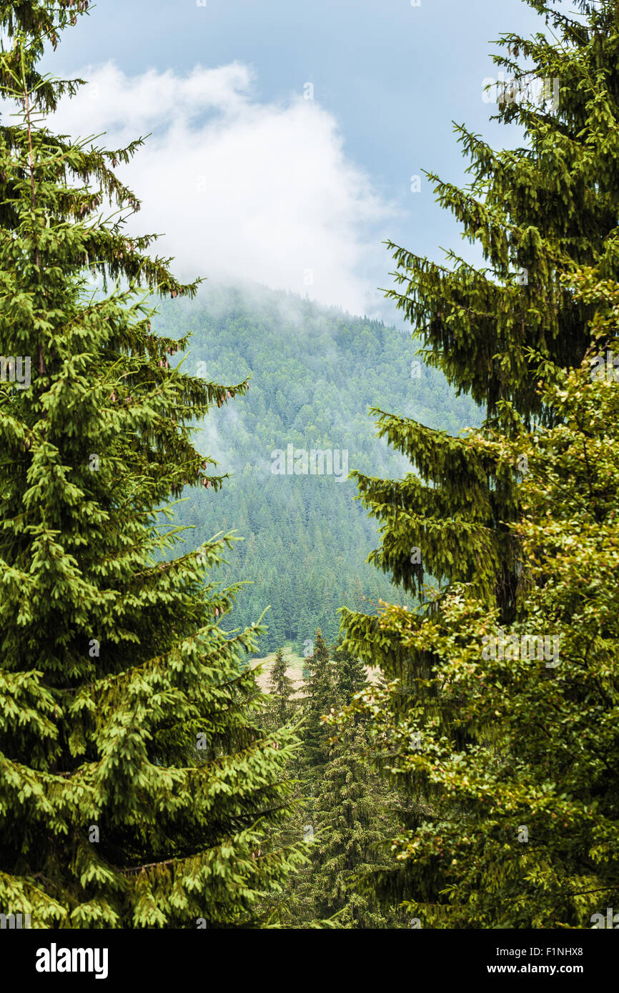 mountain landscape of the Montenegrin ridge in Carpathians Stock Photo