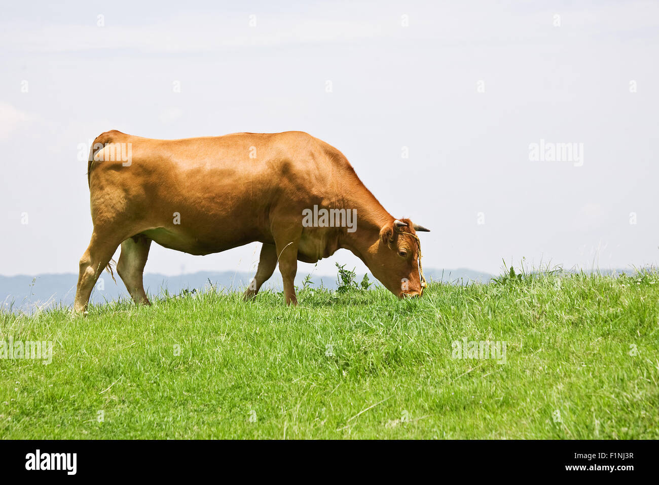 Shorthorn cattle feeding grass Stock Photo Alamy